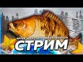 🔥ЯНТАРНОЕ ⭐ ПРОВЕРКА АМИНО. КАРПЫ ПРИЗРАКИ 🎁Рулетка & Розыгрыши 🏆 СТРИМ Русская Рыбалка 4 РР4