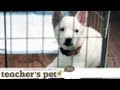 Teach Your Puppy to Go to Bed on Cue | Teacher's Pet With Victoria Stilwell Teach Your Puppy to Go to Bed on Cue | Teacher's Pet With Victoria Stilwell