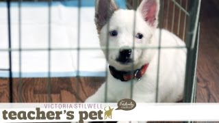 Teach Your Puppy to Go to Bed on Cue | Teacher's Pet With Victoria Stilwell