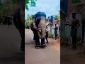 Vazhuvadi kashinathan trending shortsfeed shorts elephant aanapremi aanapremi annakambam