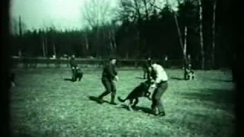 Může toxické látky způsobit srdeční činnost psa?