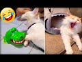 Funniest Animals 2022 😂 Funniest Cats and Dogs 😺🐶 | Part 65 | Sense of Pets