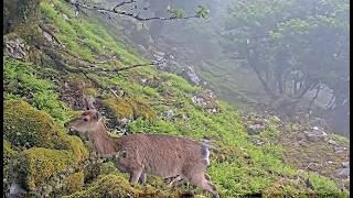 伊吹山の野生動物ライブC2 2026-06-29_12:00〜 / Remote Live Streaming of Wildlife in Mt. Ibuki, Japan