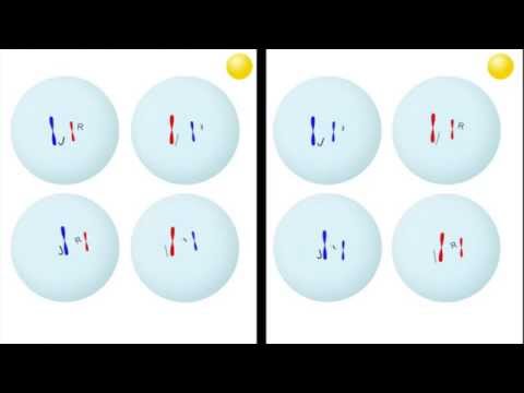 Vidéo: Qu'est-ce que l'assortiment Gene ?