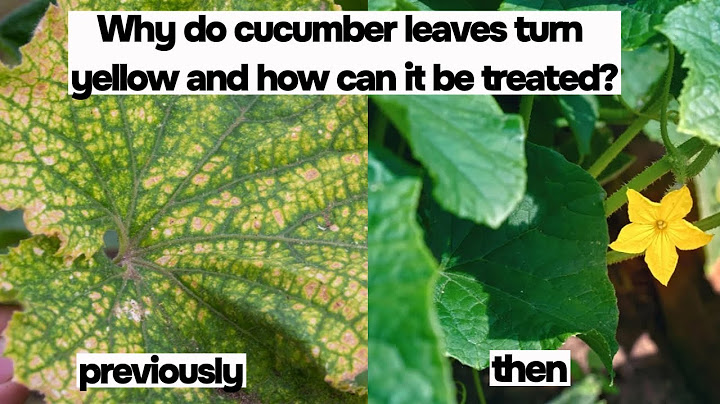Why do cucumber leaves turn yellow and how can it be treated?