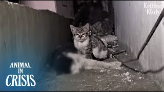 Kitten Can't Let Go Of His Dead Father, Kneading Him Until He Wakes Up (Part 1) | Animal in Crisis