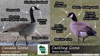 ID Tips: Cackling Goose vs. Canada Goose