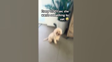 Thumbnail of Ginga always be eating #ginger