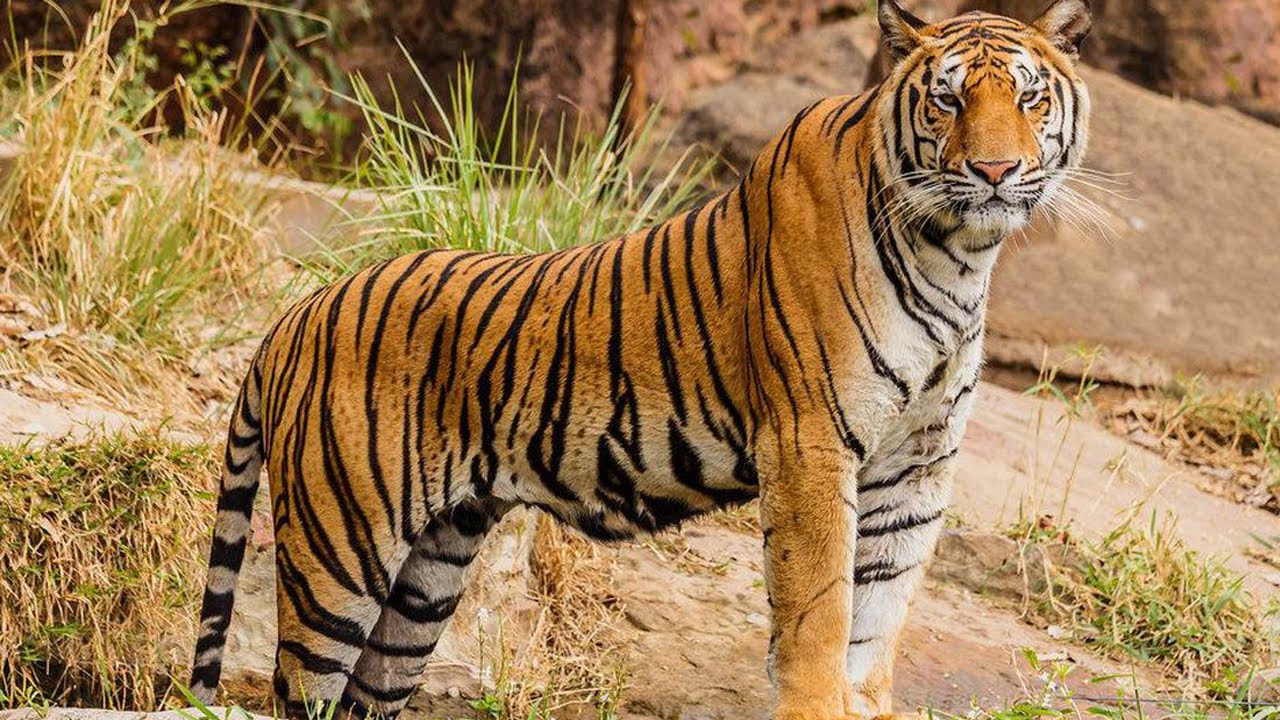 tiger safari jaipur india