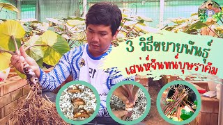 3 วิธีขยายพันธุ์ เสน่ห์จันทน์บุษราคัมด่าง การหั่นชิ้นตา การยกยอด การแยกหน่อ