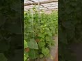 Poli house farming  #virlreels #polihouse #malloding #cucumberfarming #farming #automobile #garden #