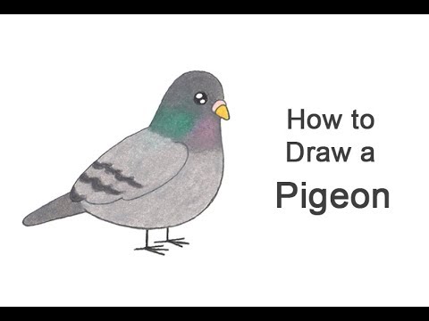 How to draw a Pigeon bird 🕊 | Easy drawing step by step 🕊 | Simple bird  drawing 🕊 | Easy drawings, Simple bird drawing, Easy drawings for kids