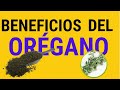 El Oregano y Sus Propiedades y Beneficios Medicinales Para La Salud.