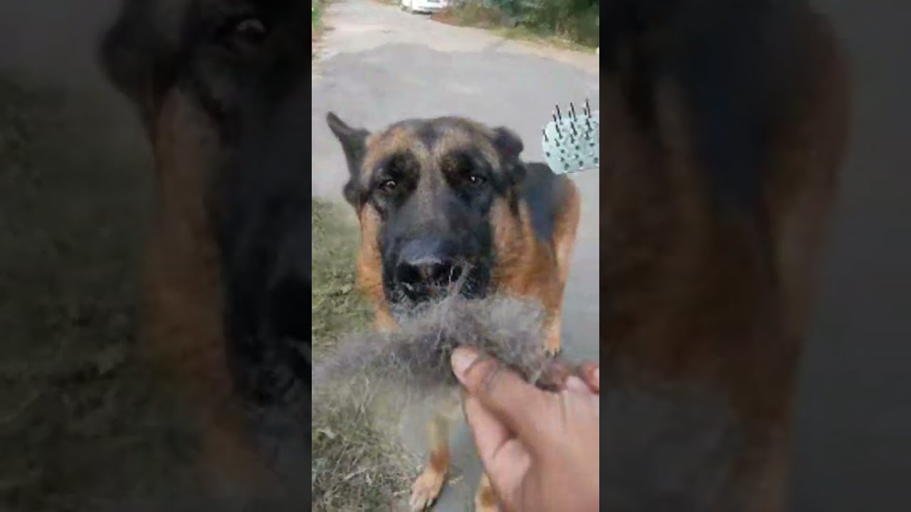 Iive afternnon walk German shepherd dog