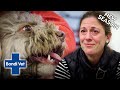 Shocking Dog Attack Leaves Owner Traumatised | BRAND NEW SEASON | Full Episode | Bondi Vet