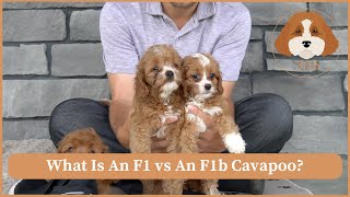 What Is An F1 vs An F1b Cavapoo?