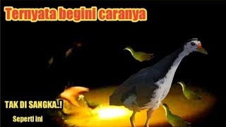 Coba cara ini untuk menangkap burung sawah malam hari