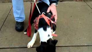 Quake-Available At The Humane Society Of Missouri