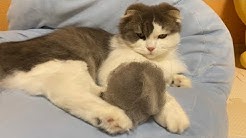 ねこおでん Youtube