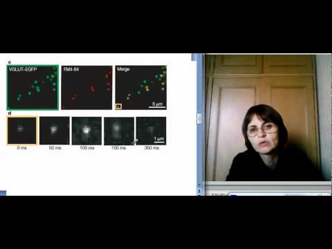 თ.ლორთქიფანიძე გლია-ნეირონი ლექცია4.1