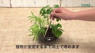 【カインズHOWTO】ハイドロカルチャーで観葉植物の育て方