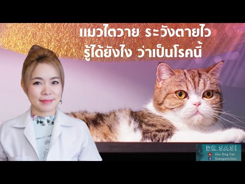 วีดีโอ: โรคไตแมว: มุมมองของสัตวแพทย์