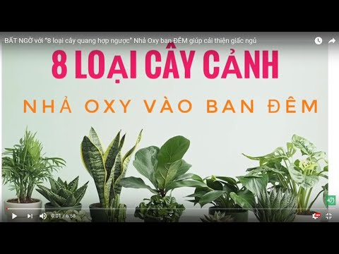 BẤT NGỜ Với “8 loại cây quang hợp ngược” Nhả Oxy Ban ĐÊM Giúp Cải Thiện Giấc Ngủ