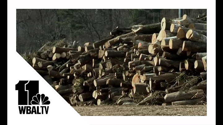 Baltimore lumber yard encourages wood recycling