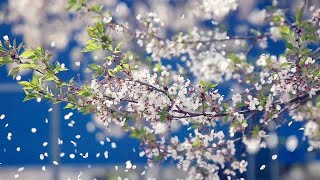 SAMSUNG NX1 120P falling cherry blossoms in korea  떨어지는 벚꽃풍경