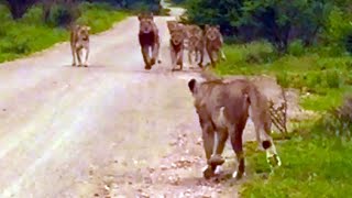 Lioness Reunites With Her Pride After Being Separated For Days