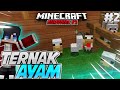 MINICRAFT SURVIVAL INDONESIA || PERTERNAKAN MINICRAFT
