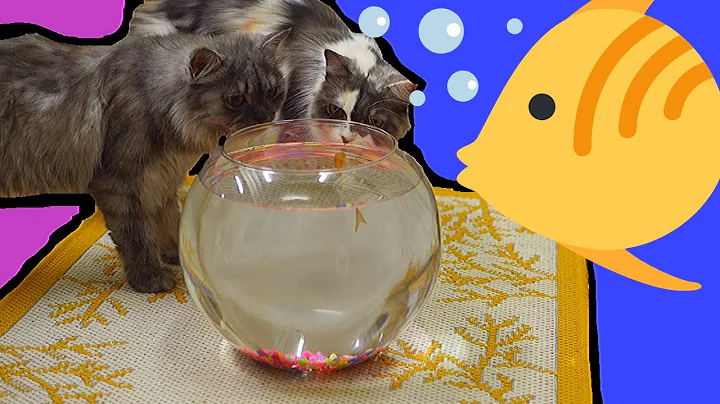 Video 11435681: cat cute pets, funniest cat reaction, cute kitten