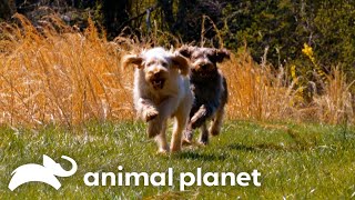 Wally and His Litter Mates Play With Socks! | Too Cute! | Animal Planet