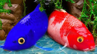 Stop Motion ASMR In Mud Hot Koi Fish Vs Cold Koi Fish | Fire Vs Ice War | Primitive Cooking CoCo