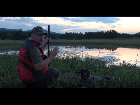 Wideo: Jak Polować Na Kaczki