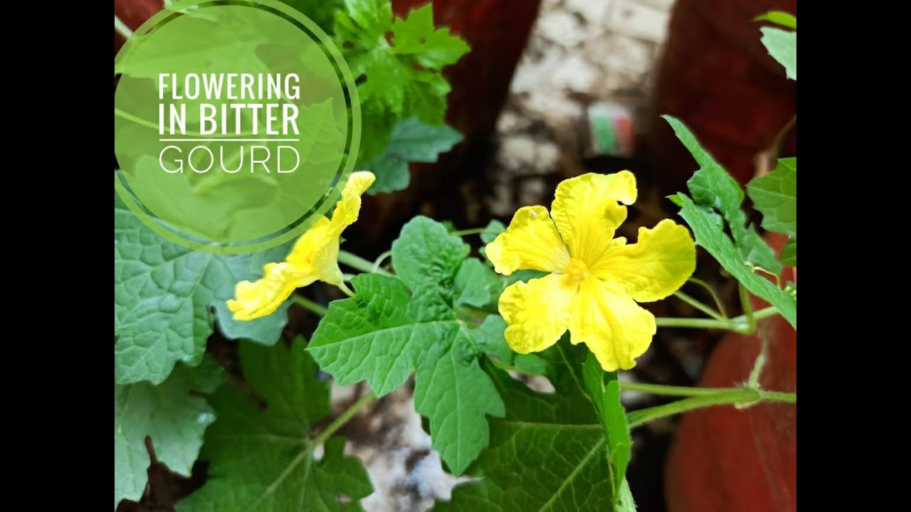 Flowering in Bitter gourd Bitter gourd flowers करेले के फूल YouTube