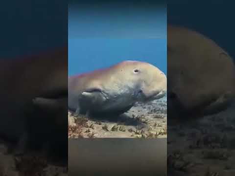 مرسي علم عجل البحر او الدجونجو اثناء نومه ثم استيقاظه ومحاولة الصعود للتنفس حاوي غواص