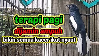 Terapi Pagi Dijamin Ampuh Bikin Kacer Bahan Cepat Bunyi Dan Gacor Bikin Nyaut Semua Jenis Kacer