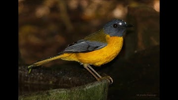 White starred Robin call
