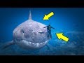 أكبر سمكة قرش في قراند 5 | GTA V BIGGEST SHARK
