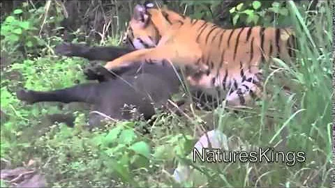 TIGER ATTACK WILD BOAR IN CORBETT TIGER RESERVE