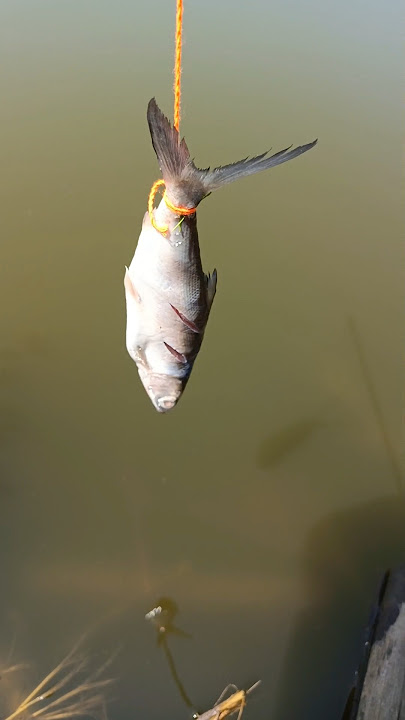 Mancing kepiting umpan ikan bandeng