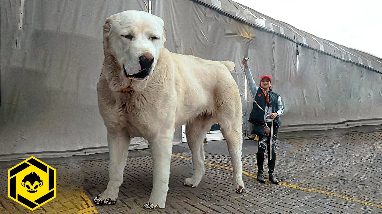 Cuál es el perro más grande del mundo