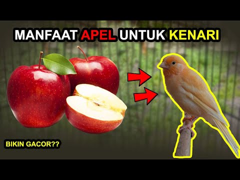 Video: 7 Manfaat Kenari