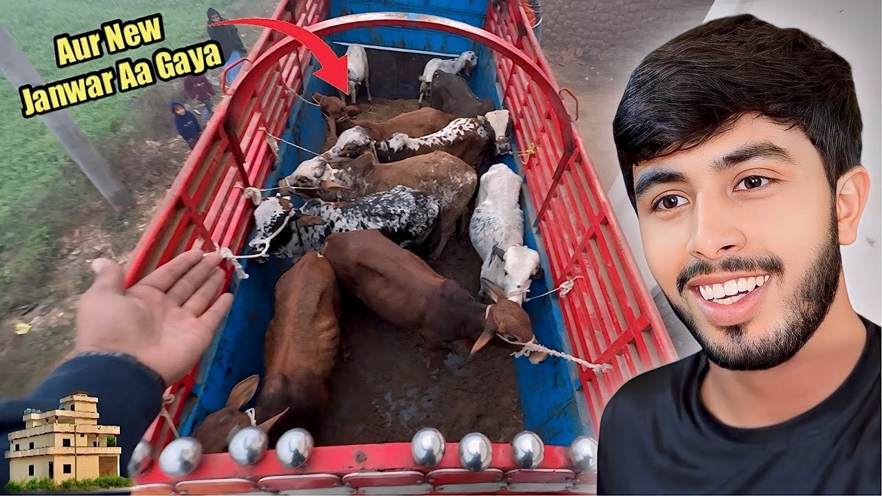 1 Janwar Gift Meel Gaya 😍  Qurbani Ke Janwar Lee Ke Ghar Aa Gaye 🏠 Zohaib Pendu 