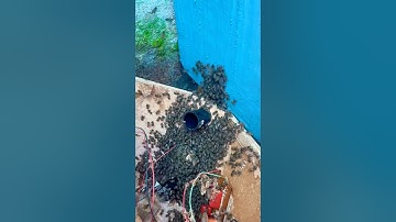 Tổ ong mật được đổi mới #shorts #short