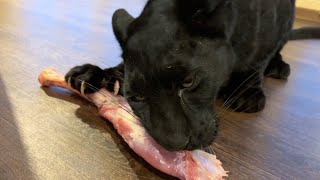 Luna the panther climbed into the arms  Wellfed panther (ENG SUB)