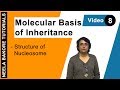 Molecular Basis of Inheritance - Structure of Nucleosome