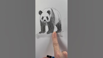 Teken een panda 🐼 Eenvoudige tekenles voor beginners over het tekenen van een panda. #hoetetekene...