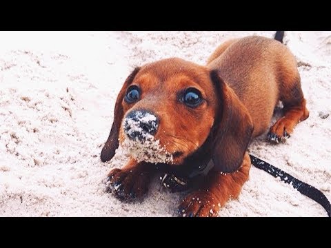 Video: Dackelwelpen: Süße Bilder Und Fakten